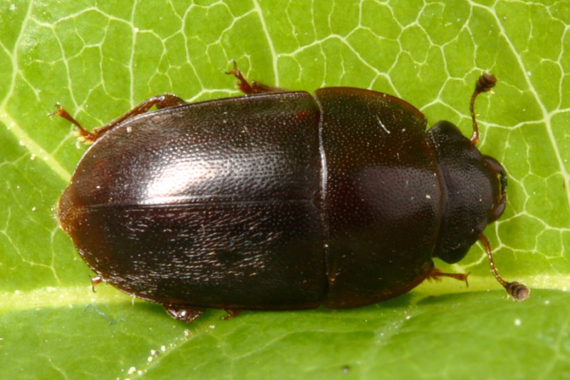 Cryptarcha ampla