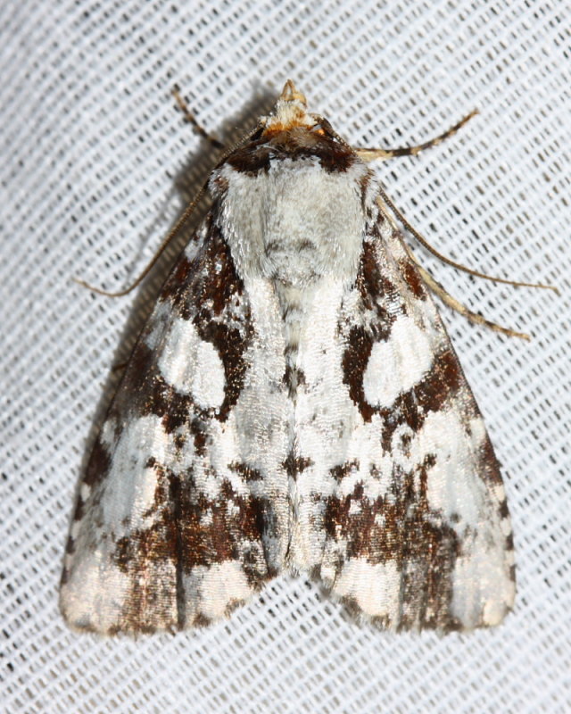 Owlet Moth, Condica sp. (Noctuidae)