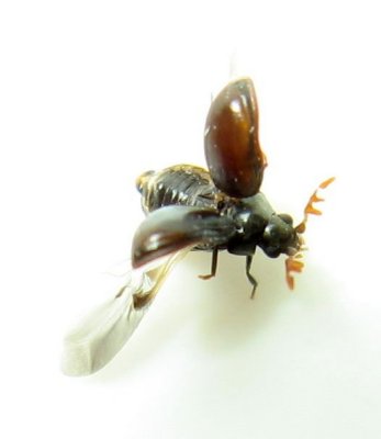 Dorcatoma pallicornis