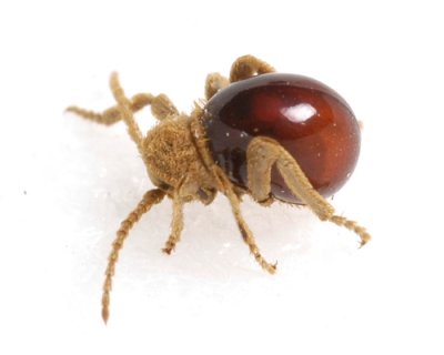 Northern Spider Beetle (Mezium affine)