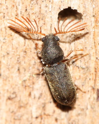 Ptilinus ruficornis, ♂