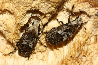 Family Anthribidae - Fungus Weevils