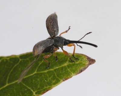 Rhopalapion longirostre