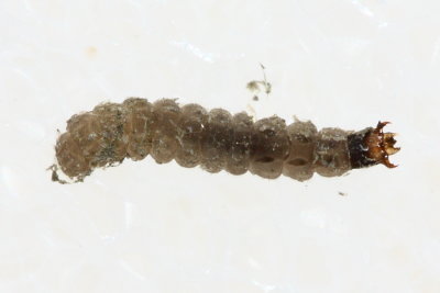 Soldier Beetle larva