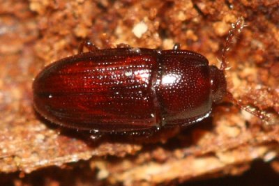 Family Cerylonidae - Minute Bark Beetles