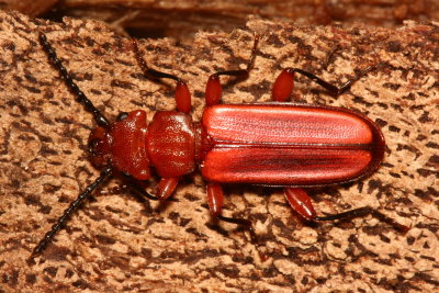 Red Flat Bark Beetle (Cucujus clavipes), family Cucujidae