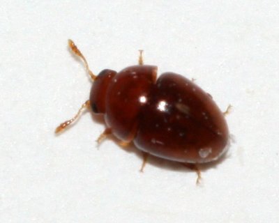 Stilbus nitidus