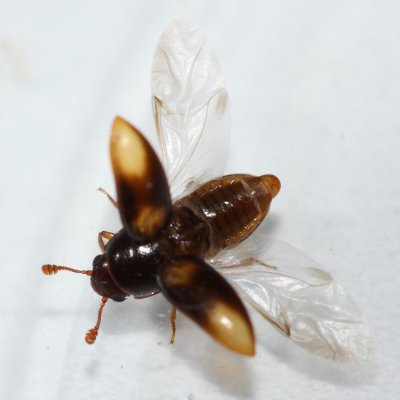 Family Erotylidae - Pleasing Fungus Beetles