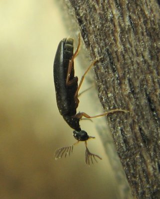 Family Rhipiphoridae - Wedge-shaped Beetles