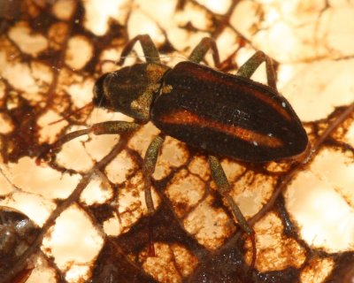 Stenelmis crenata