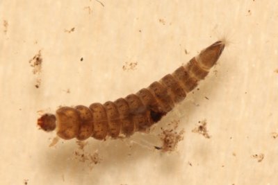 Heterlimnius sp., larva