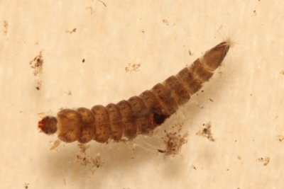 Optioservus sp., larva