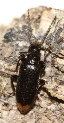 Pedilus elegans