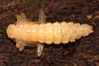 Dendroides canadensis pupa