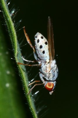 Aphid Fly (Chamaemyia sp.), family Chamaemyiidae