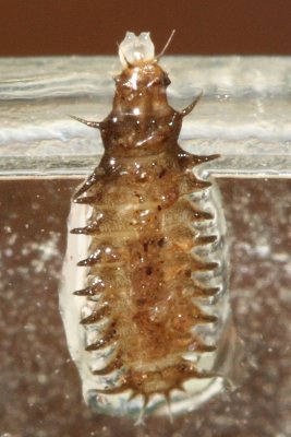Fannia larva