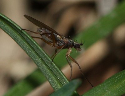 Pointed-wing Fly (Lonchoptera bifurcata), family Lonchopteridae