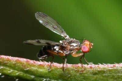 Cereal Fly (Geomyza tripunctata), family Opomyzidae
