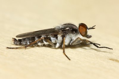 Stiletto Fly (Ozodiceromyia notata), family Thereviidae