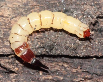 Xylophagus reflectens larva, family Xylophagidae