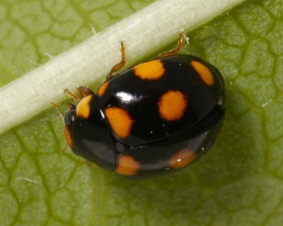 Orange-spotted Lady Beetle (Brachiacantha ursina)