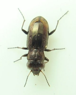 Notiophilus biguttatus