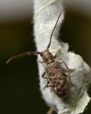 Eupogonius pauper (Lamiinae)