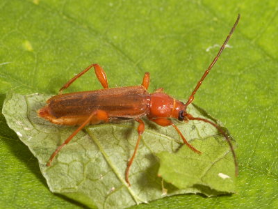 Tanbark Borer, Phymatodes testaceus (Cerambycinae)