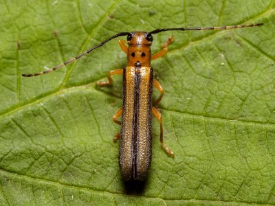 Oberea tripunctata (Lamiinae)