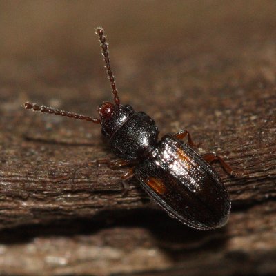 Lined Flat Bark Beetle (Laemophloeus biguttatus), family Laemophloeidae