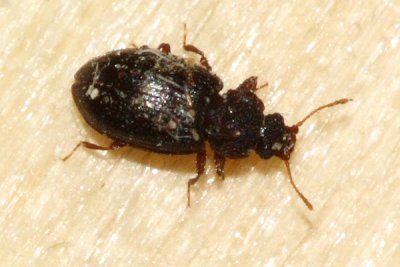 Enicmus tenuicornis