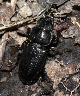 Oak Stag Beetle (Platycerus quercus)