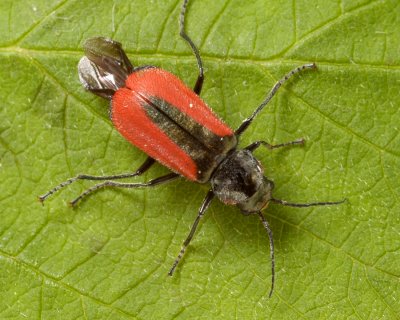 Scarlet Malachite Beetle (Malachius aeneus)