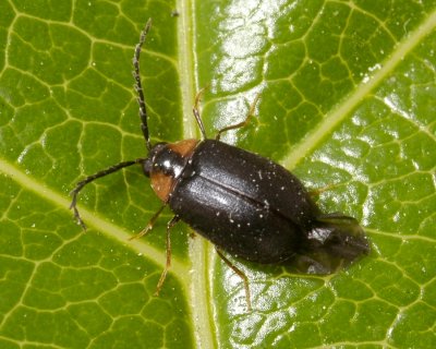 Family Psephenidae - Water Penny Beetles