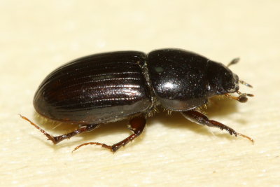 Aphodius (Calamosternus) granarius