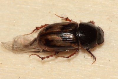 Aphodius (Chilothorax) distinctus