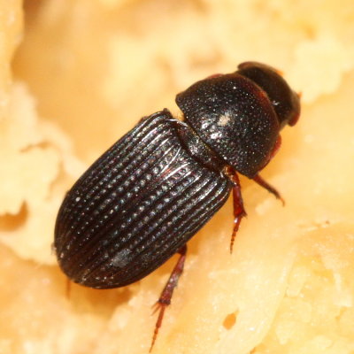 Oxyomus sylvestris