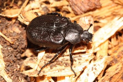 Hermit Beetle (Osmoderma scabra)