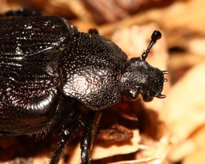 Hermit Beetle (Osmoderma scabra)