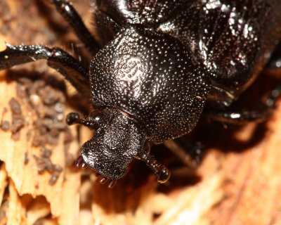 Hermit Beetle (Osmoderma scabra)