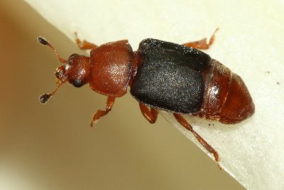 Black-winged Sap Beetle (Carpophilus melanopterus)