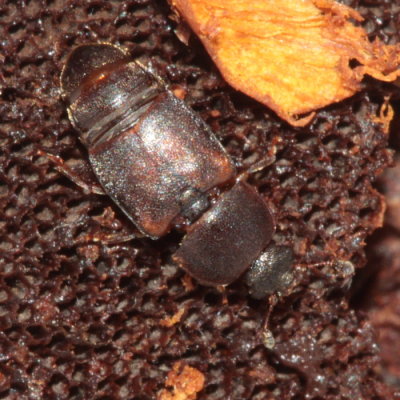 Dusky Sap Beetle (Carpophilus lugubris)