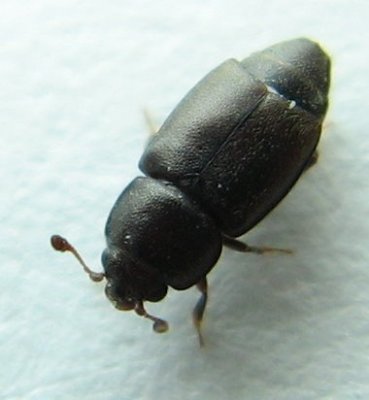 Carpophilus brachypterus