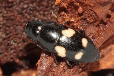 4-spotted Sap Beetle (Glischrochilus quadrisignatus)