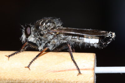 Efferia aestuans (Asilinae)