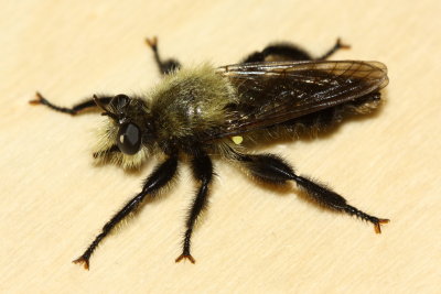 Laphria flavicollis (Laphriinae)