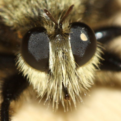Laphria flavicollis (Laphriinae)