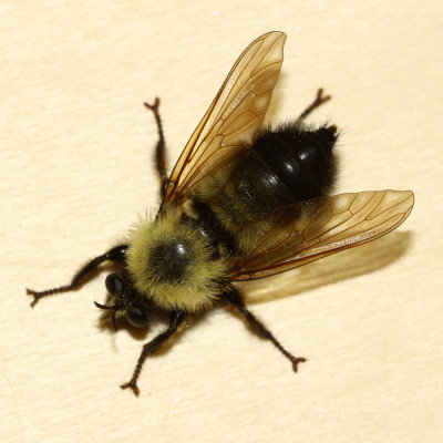 Laphria thoracica (Laphriinae)