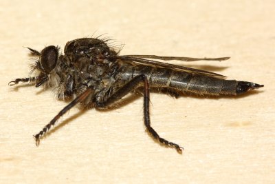 Machimus notatus (Asilinae)