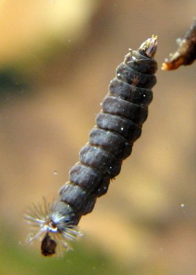 Odontomyia pubescens